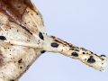 Hypoderma hederae