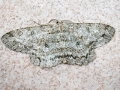 Hypomecis_roboraria.jpg