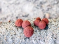 Hypoxylon fragiforme