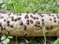 Hypoxylon_fuscum.jpg