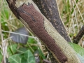Hypoxylon_rubiginosum.jpg
