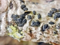 Hysterographium_fraxini.jpg