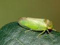 Iassus_lanio.jpg