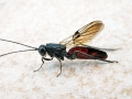 Ibalia leucospoides leucospoides