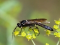 Ichneumon_lugens_Maennchen.jpg