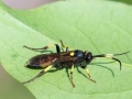Ichneumon stramentor