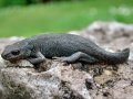 Ichthyosaura alpestris