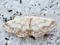 Idaea biselata