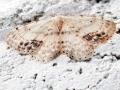 Idaea dimidiata