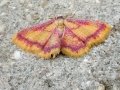 Idaea_muricata.jpg