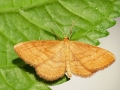 Idaea_ochrata.jpg