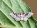 Idaea rusticata