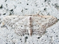 Idaea seriata