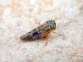 Idiocerus vicinus