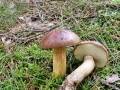 Imleria_badia.jpg