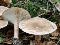 Infundibulicybe_geotropa.jpg