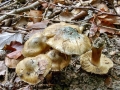 Inocybe_corydalina.jpg