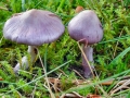 Inocybe geophylla var. lilacina