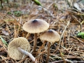 Inocybe lacera