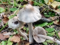 Inocybe_whitei.jpg
