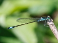 Ischnura_elegans_Maennchen.jpg