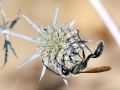 Isodontia_mexicana.jpg