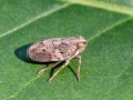 Issus_coleoptratus_Weibchen.jpg