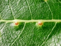 Iteomyia_capreae.jpg