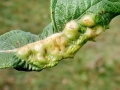 Iteomyia_major.jpg
