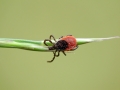 Ixodes ricinus