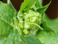 Jaapiella_bryoniae.jpg