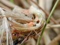 Jaapiella cirsiicola