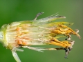 Jaapiella_hypochoeridis_Larven.jpg