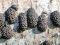 Jackrogersella multiformis