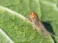 Javesella_pellucida_Weibchen.jpg