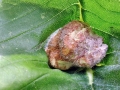 Kaltenbachiella_pallida.jpg