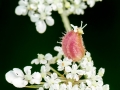 Kiefferia_pericarpiicola.jpg