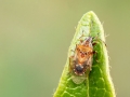 Kleidocerys resedae resedae