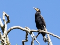 Kormoran.jpg