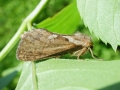 Korscheltellus_lupulina.jpg