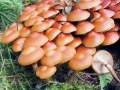 Kuehneromyces_mutabilis.jpg