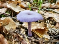 Laccaria_amethystea.jpg