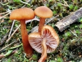 Laccaria_laccata.jpg