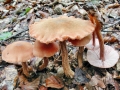Laccaria proxima