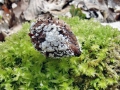 Lachnum virgineum