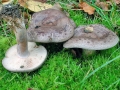Lactarius_blennius.jpg