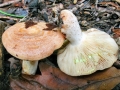 Lactarius_chrysorrheus.jpg
