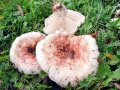 Lactarius_controversus.jpg