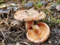 Lactarius_deliciosus.jpg