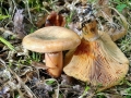 Lactarius_deterrimus.jpg